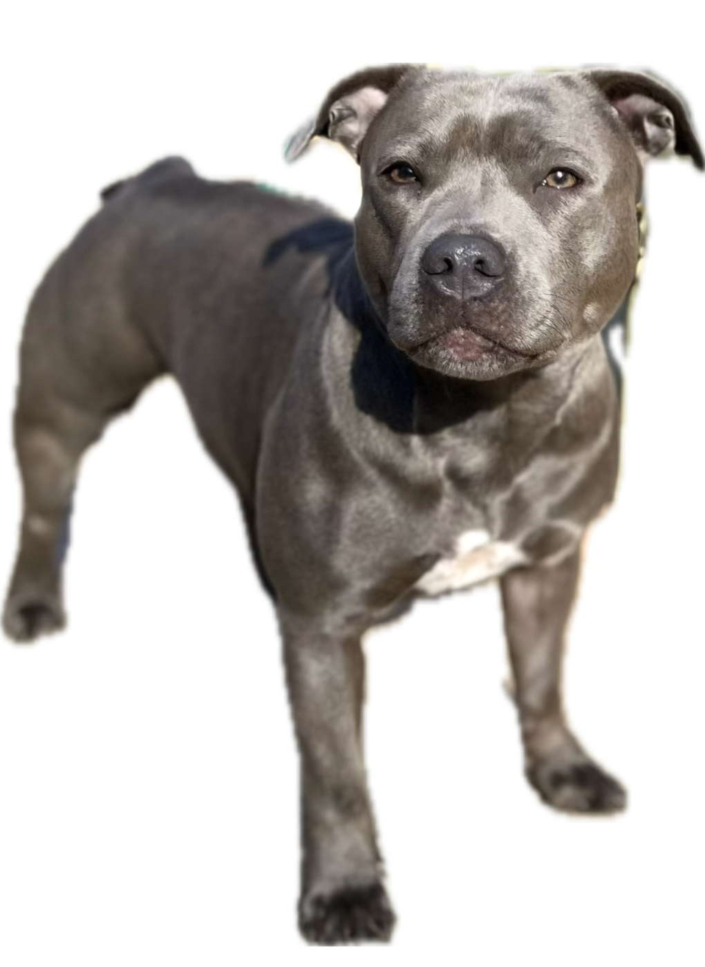 Undying de la Confiance Canine AJS