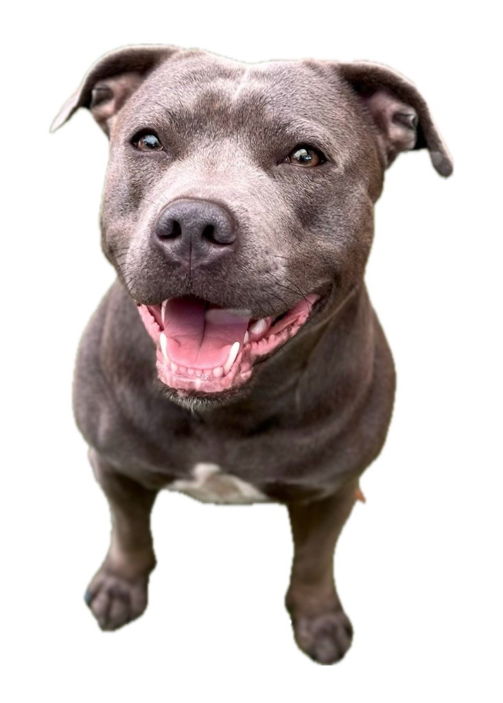 Undying de la Confiance Canine AJS