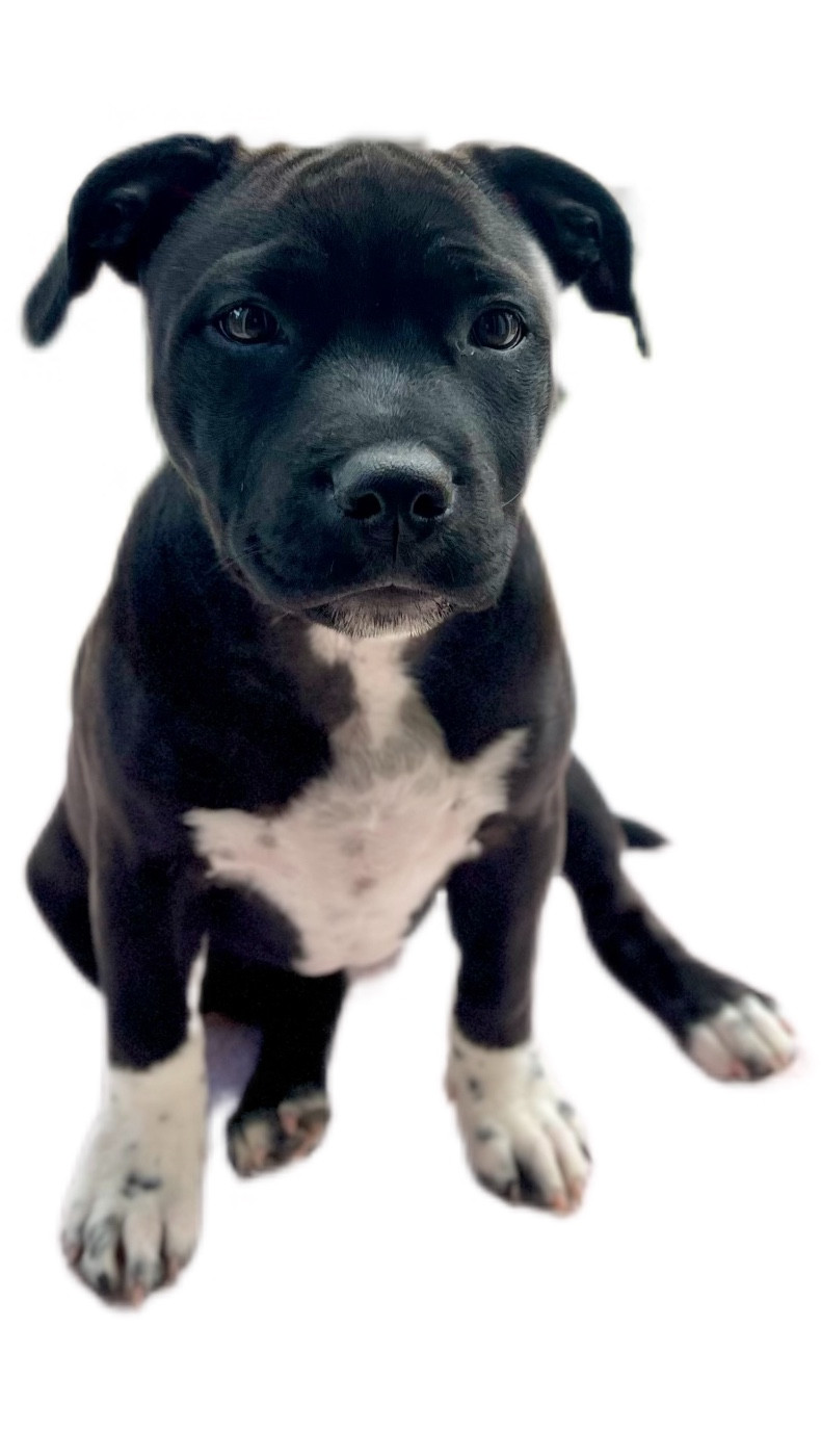 Auna de la Confiance Canine AJS