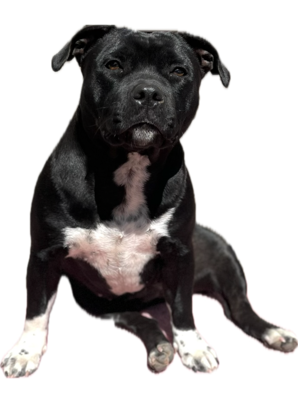 Auna de la Confiance Canine AJS