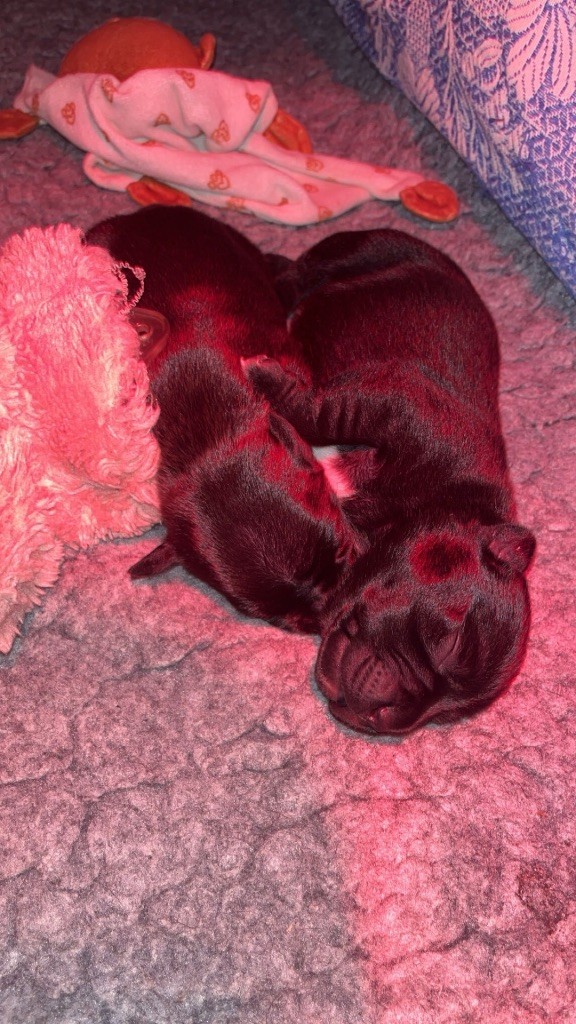 Naissance des BabydogS 2025