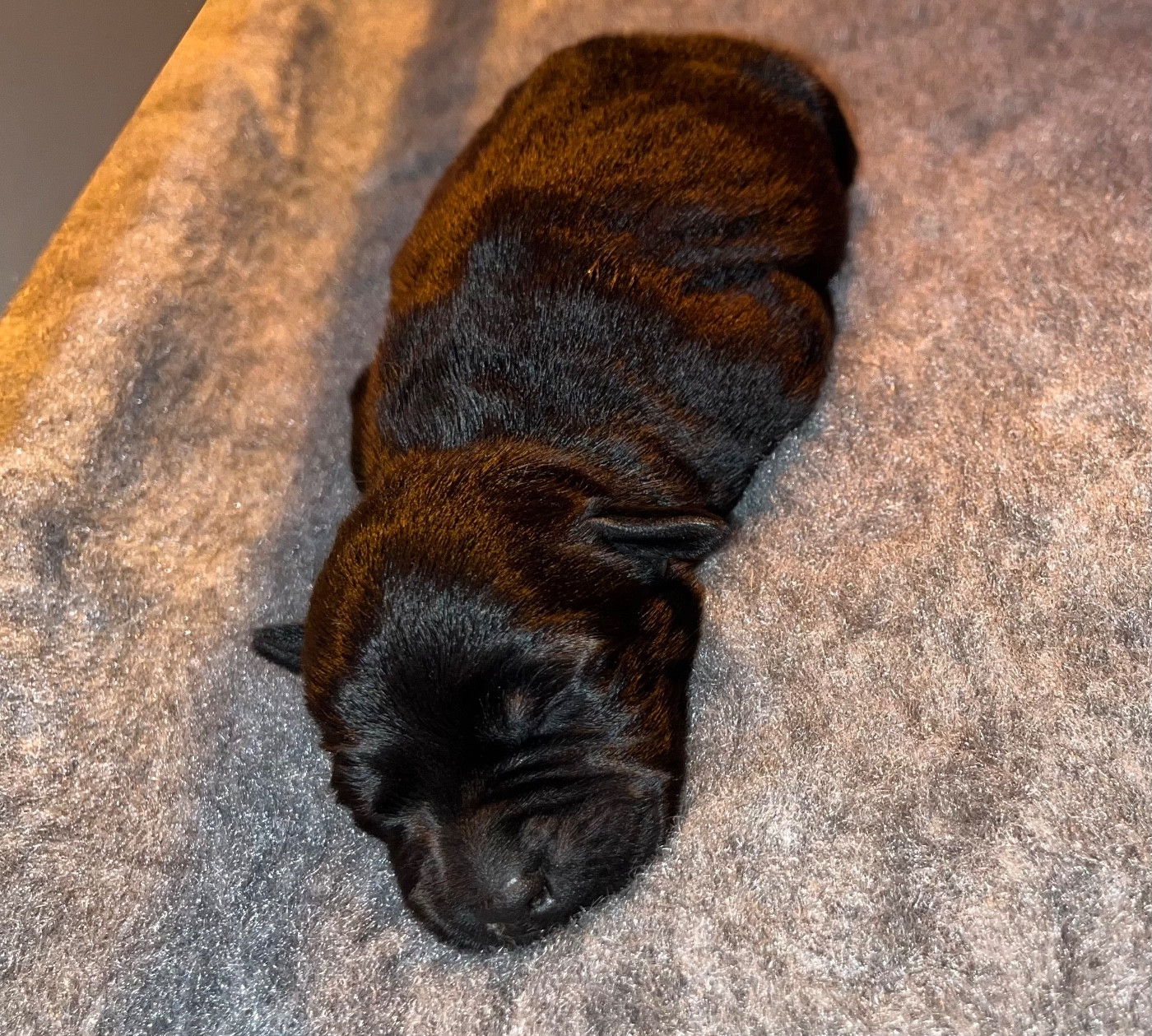 Naissance d Althess Notre nouvelle petite princesse est arrivée !