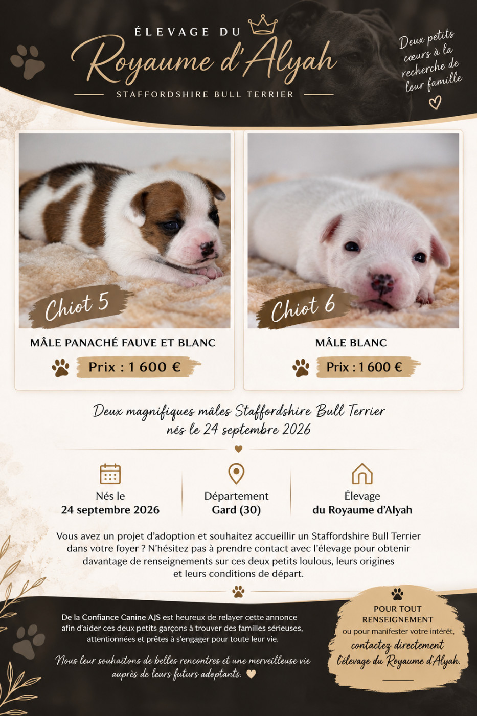 Deux petits mâles à réserver 🐶