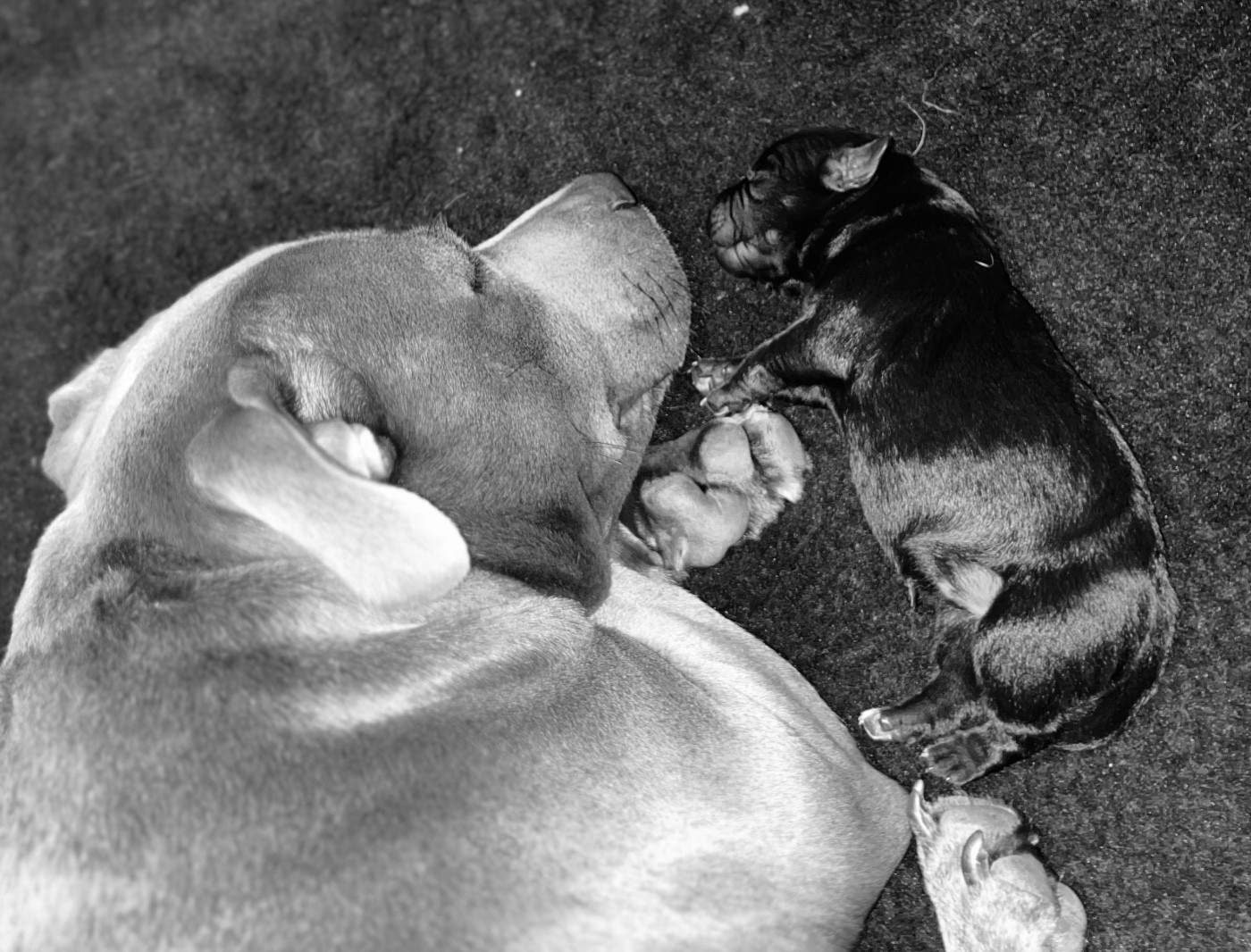 Chiot Staffordshire Bull Terrier de la Confiance Canine AJS