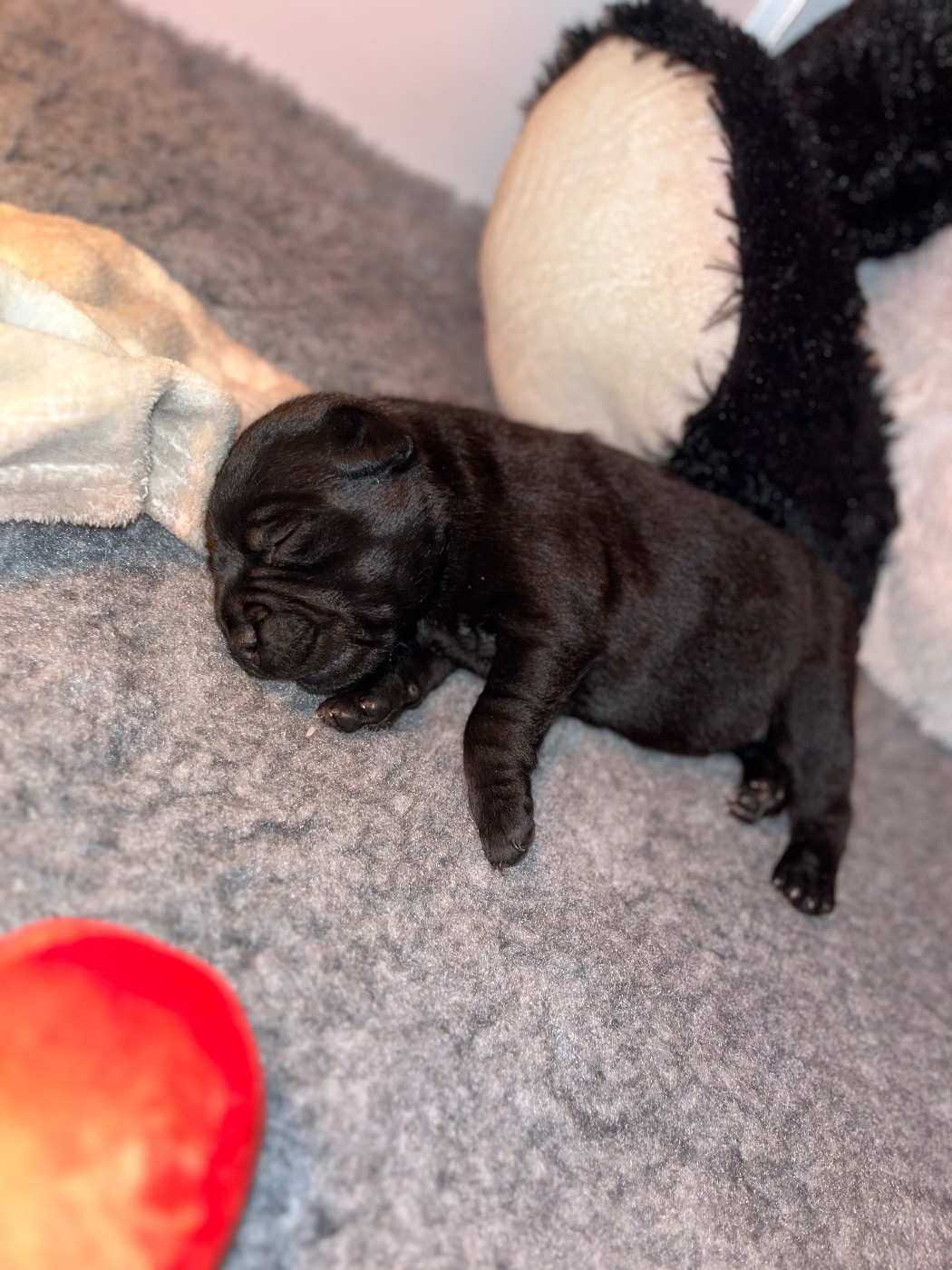 de la Confiance Canine AJS - Chiots disponibles - Staffordshire Bull Terrier