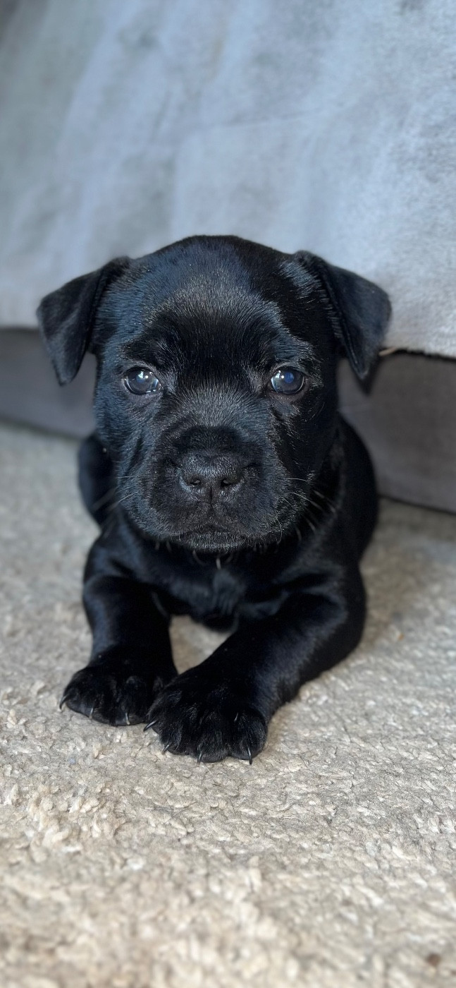 de la Confiance Canine AJS - Chiots disponibles - Staffordshire Bull Terrier