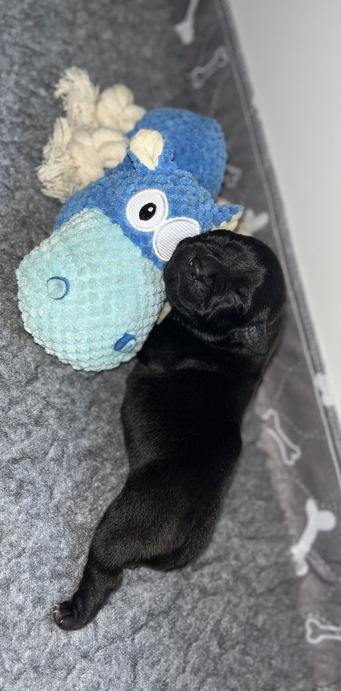 Chiot Staffordshire Bull Terrier de la Confiance Canine AJS