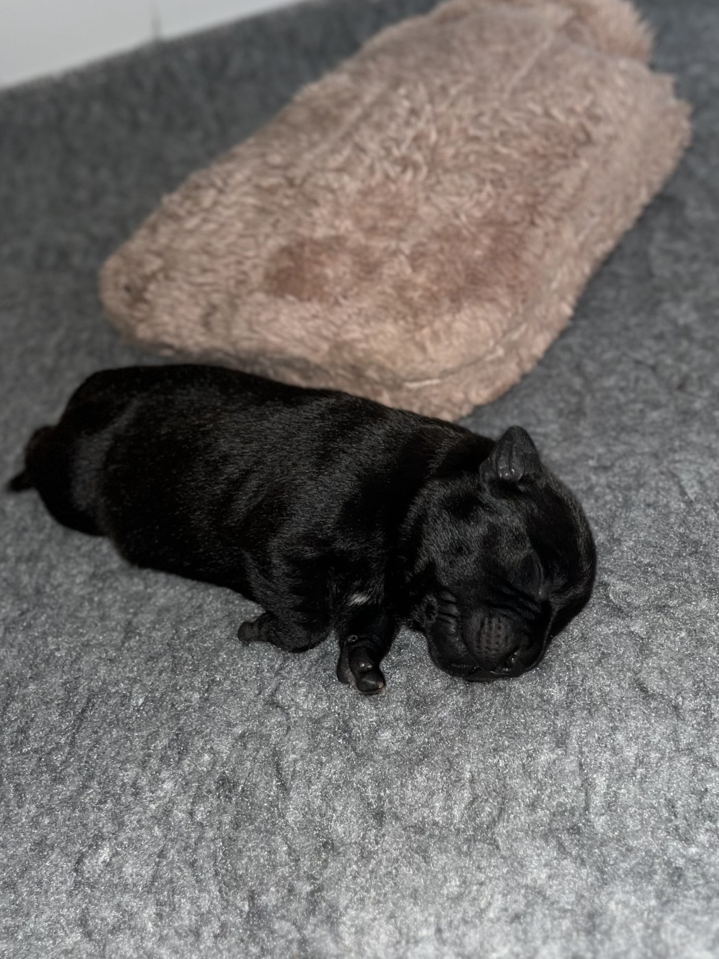 de la Confiance Canine AJS - Chiots disponibles - Staffordshire Bull Terrier