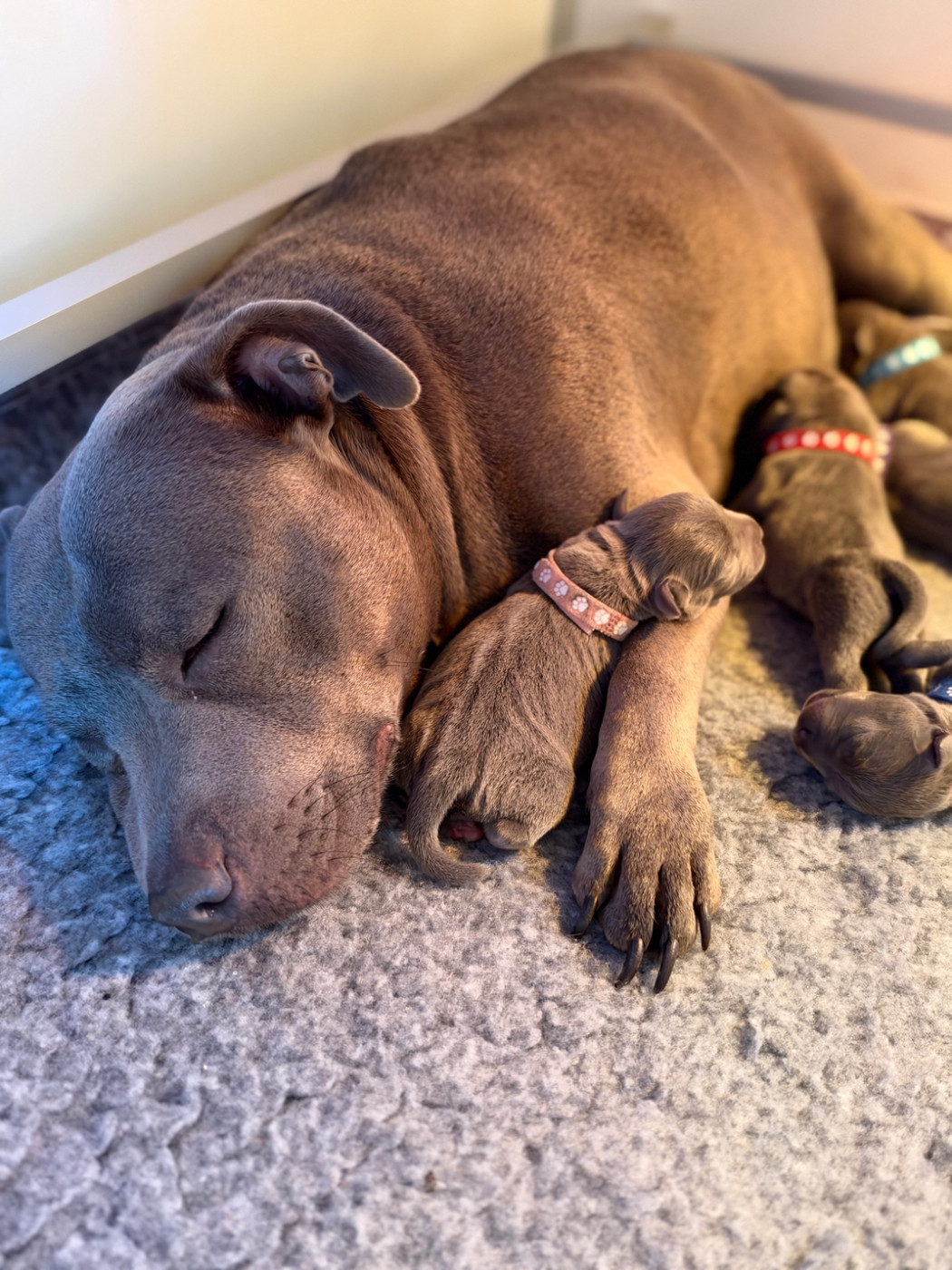 Chiot Staffordshire Bull Terrier de la Confiance Canine AJS