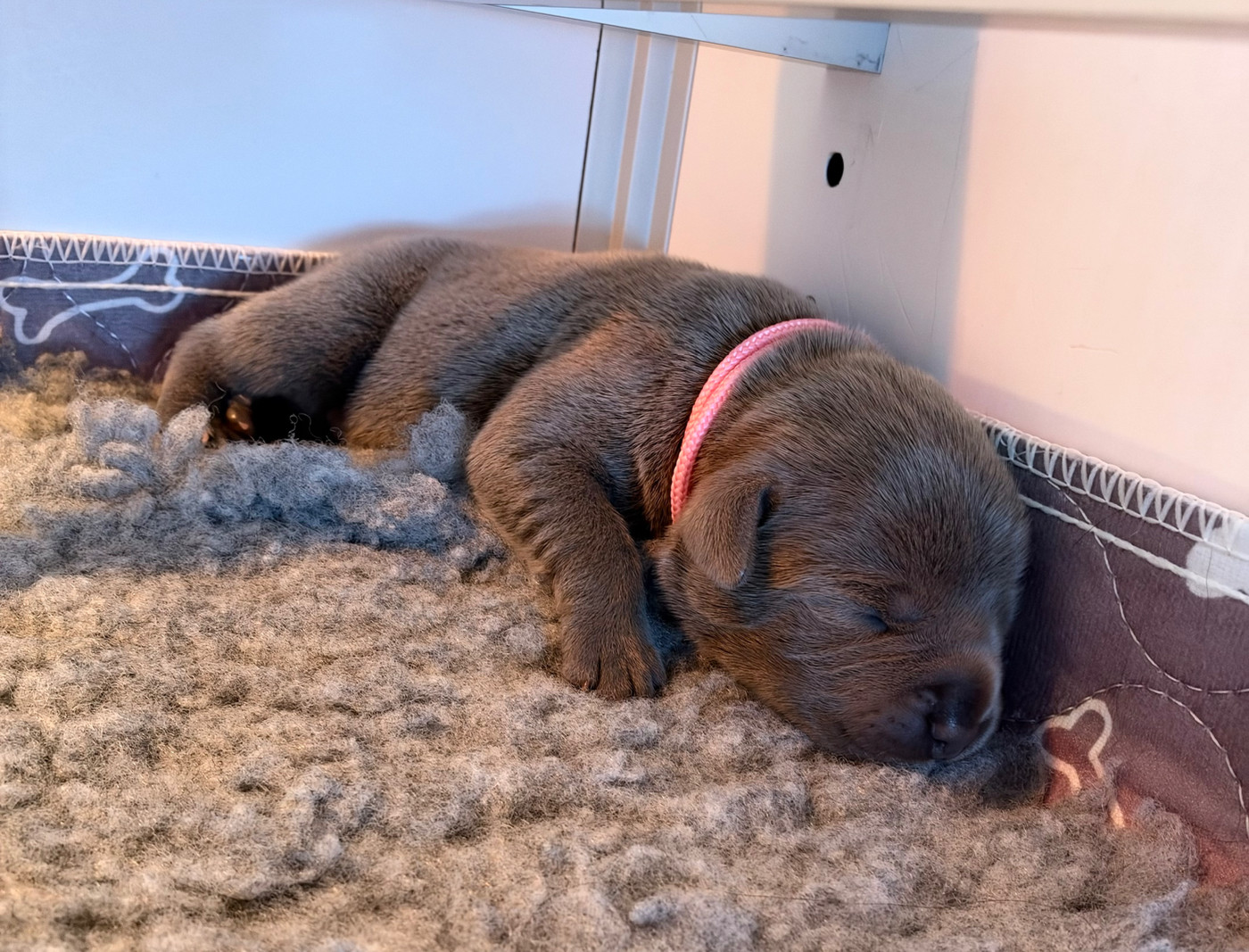 de la Confiance Canine AJS - Chiots disponibles - Staffordshire Bull Terrier