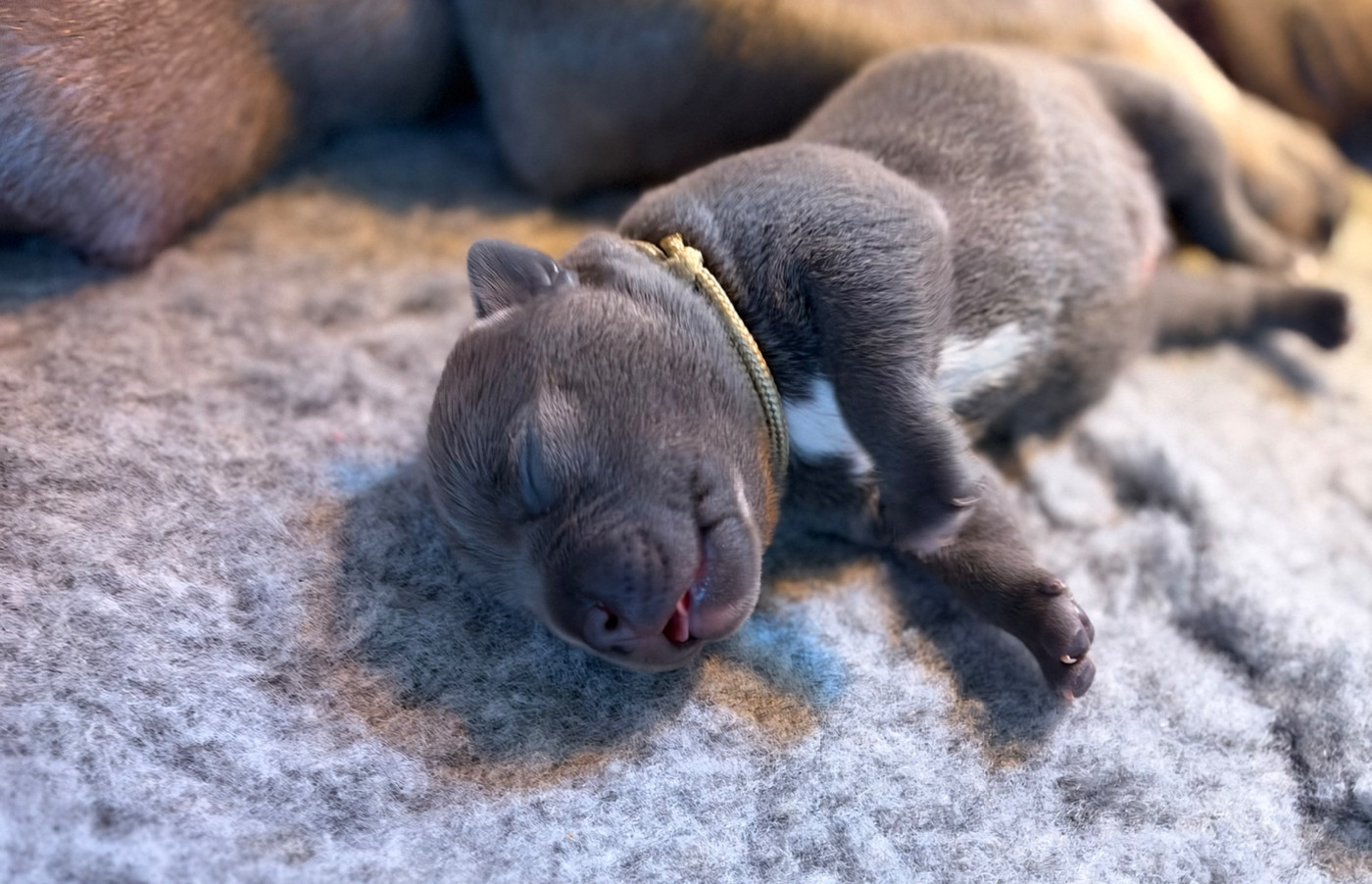 de la Confiance Canine AJS - Chiots disponibles - Staffordshire Bull Terrier