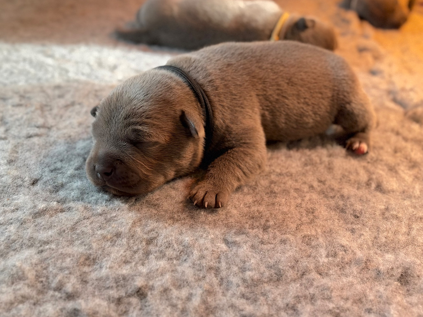 de la Confiance Canine AJS - Chiots disponibles - Staffordshire Bull Terrier
