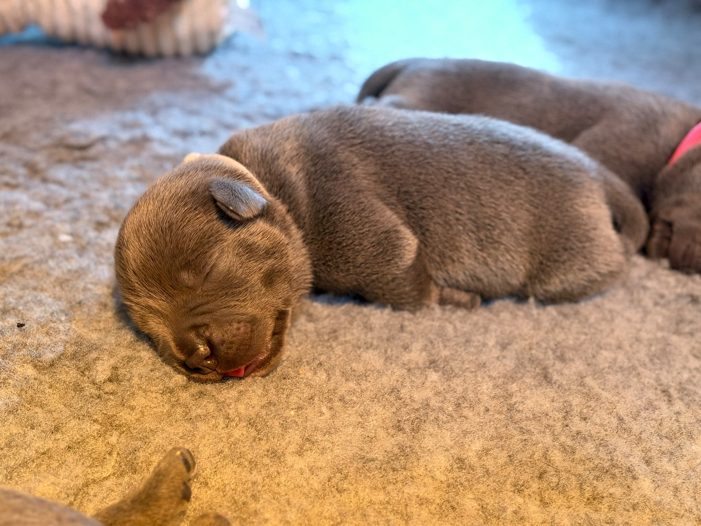 de la Confiance Canine AJS - Chiots disponibles - Staffordshire Bull Terrier