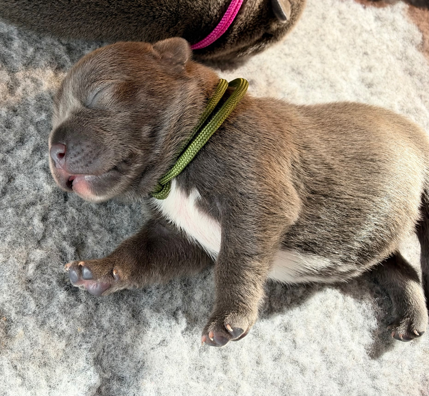 de la Confiance Canine AJS - Chiots disponibles - Staffordshire Bull Terrier