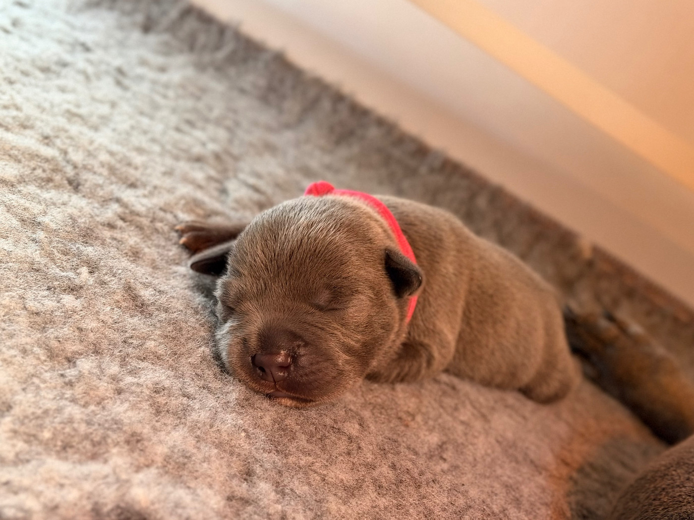 de la Confiance Canine AJS - Chiots disponibles - Staffordshire Bull Terrier