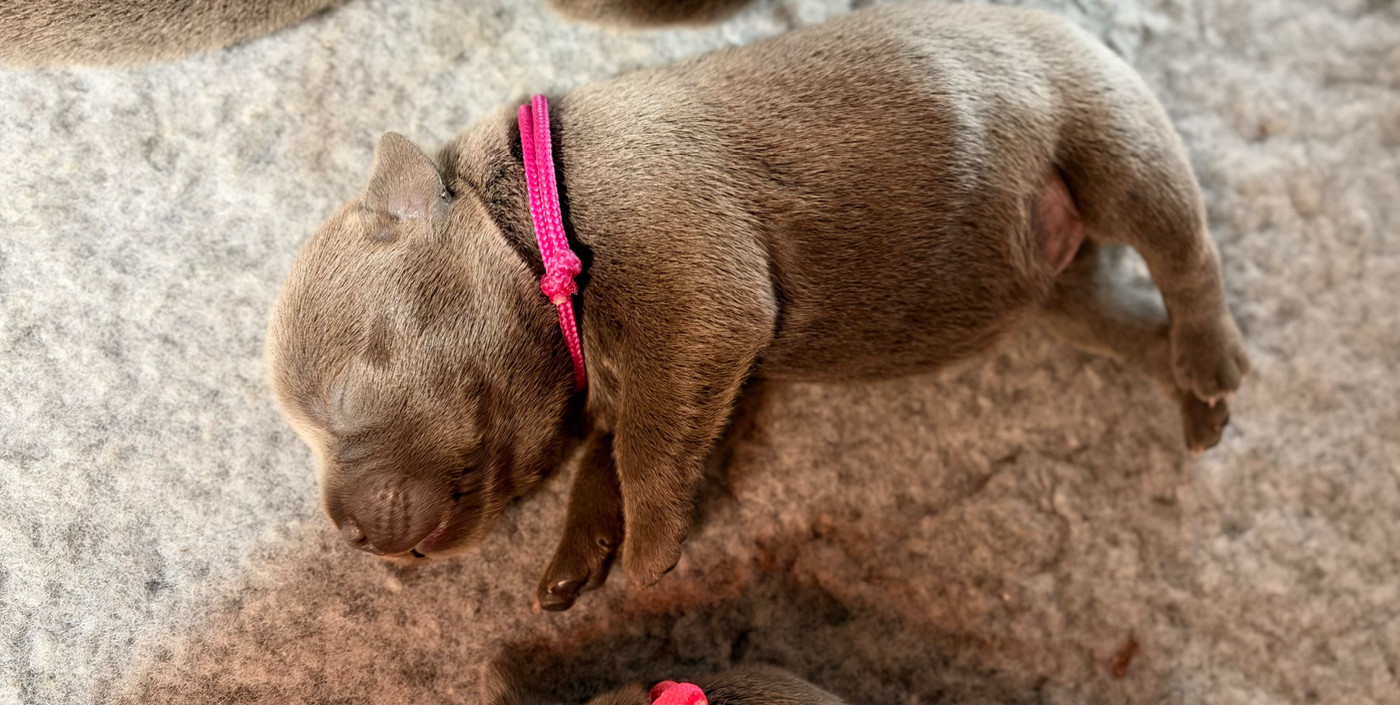 de la Confiance Canine AJS - Chiots disponibles - Staffordshire Bull Terrier