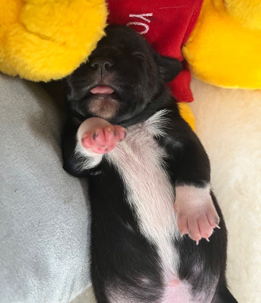 de la Confiance Canine AJS - Chiots disponibles - Staffordshire Bull Terrier