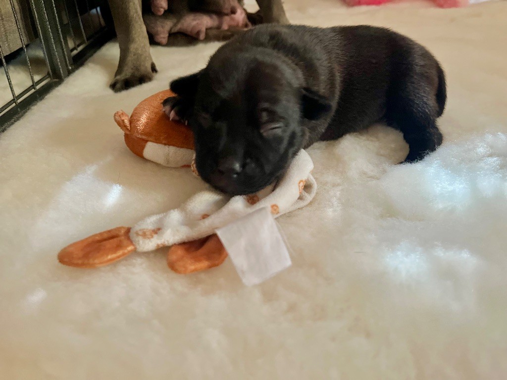 de la Confiance Canine AJS - Chiots disponibles - Staffordshire Bull Terrier