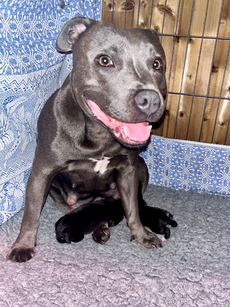Chiot Staffordshire Bull Terrier de la Confiance Canine AJS